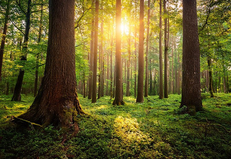 25 mai - Forêt de Brumath