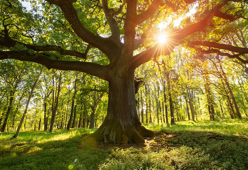1er juin - Sentier des arbres