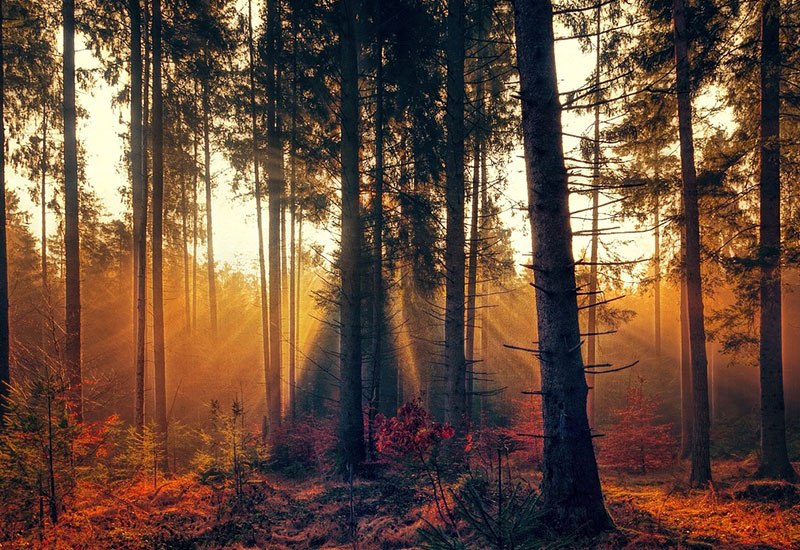 1er juin - Sentier des arbres